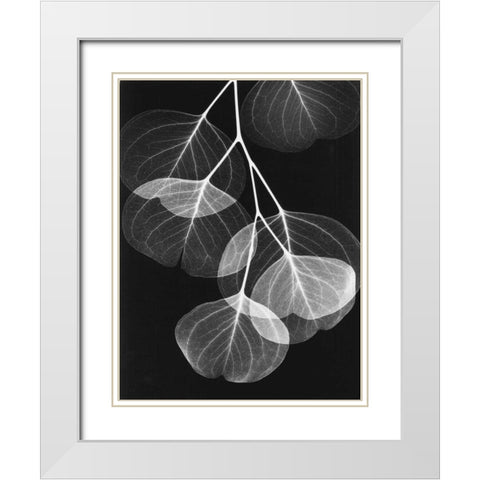 Eucalyptus on Black 2 White Modern Wood Framed Art Print with Double Matting by Koetsier, Albert