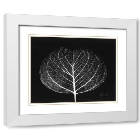 Eucalyptus Close Up on Black White Modern Wood Framed Art Print with Double Matting by Koetsier, Albert