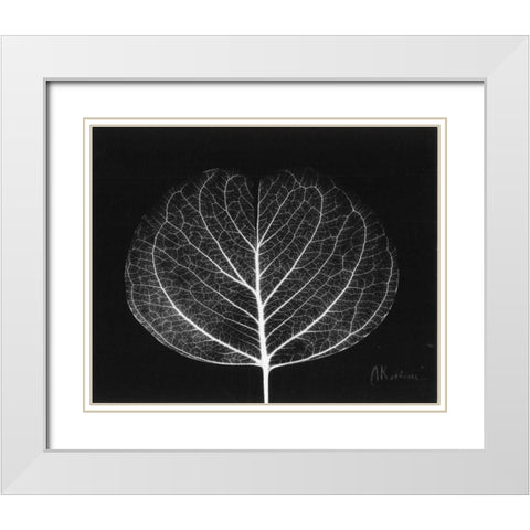 Eucalyptus Close Up on Black White Modern Wood Framed Art Print with Double Matting by Koetsier, Albert