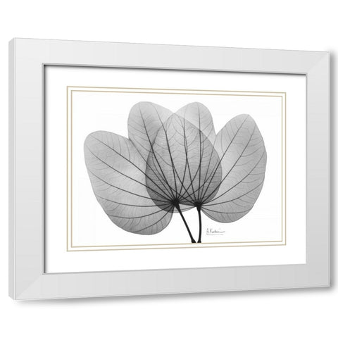 Orchid Tree  Close Up BandW White Modern Wood Framed Art Print with Double Matting by Koetsier, Albert