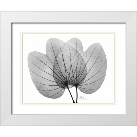 Orchid Tree  Close Up BandW White Modern Wood Framed Art Print with Double Matting by Koetsier, Albert