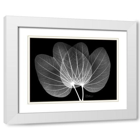 Orchid Tree  Close on Black White Modern Wood Framed Art Print with Double Matting by Koetsier, Albert