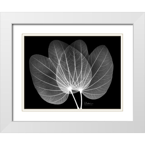 Orchid Tree  Close on Black White Modern Wood Framed Art Print with Double Matting by Koetsier, Albert