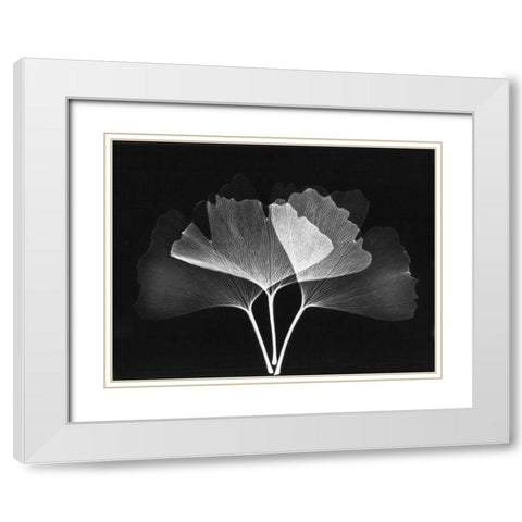Ginkgo Leaves Close Up on Black 2 White Modern Wood Framed Art Print with Double Matting by Koetsier, Albert