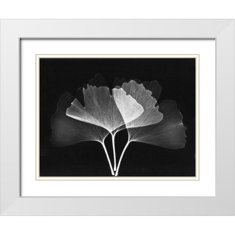 Ginkgo Leaves Close Up on Black 2 White Modern Wood Framed Art Print with Double Matting by Koetsier, Albert