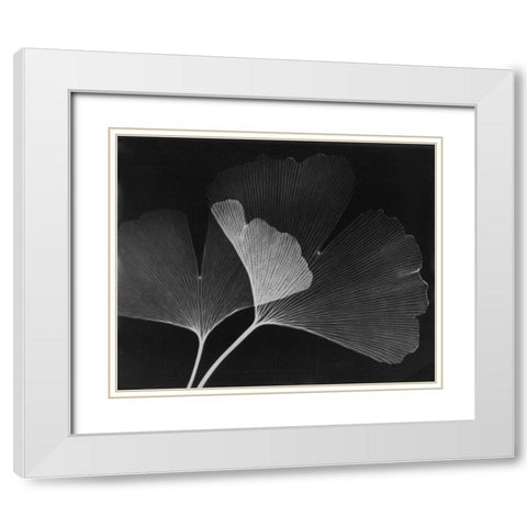 Ginkgo Leaves Close Up on Black White Modern Wood Framed Art Print with Double Matting by Koetsier, Albert