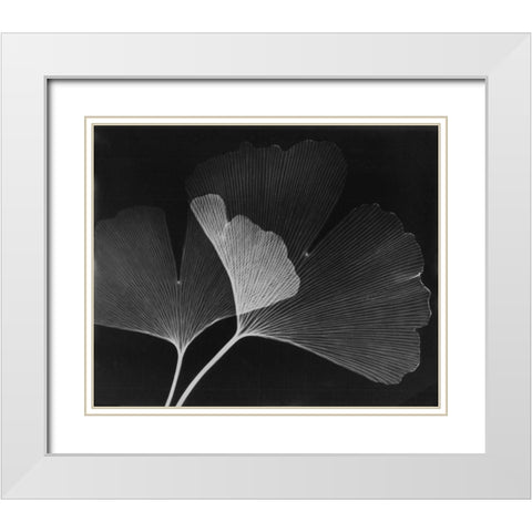 Ginkgo Leaves Close Up on Black White Modern Wood Framed Art Print with Double Matting by Koetsier, Albert