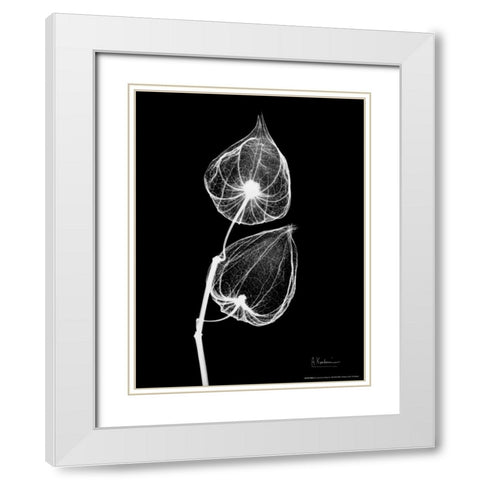Sandersonia Close Up on Black White Modern Wood Framed Art Print with Double Matting by Koetsier, Albert