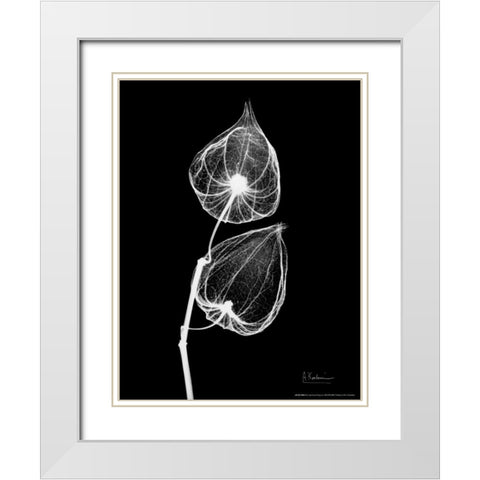 Sandersonia Close Up on Black White Modern Wood Framed Art Print with Double Matting by Koetsier, Albert