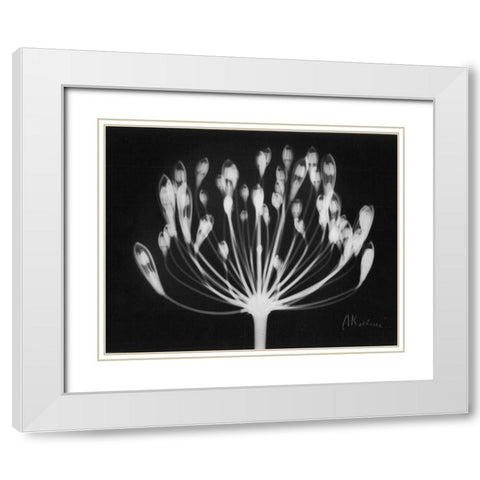 Lily of the Nile White Modern Wood Framed Art Print with Double Matting by Koetsier, Albert