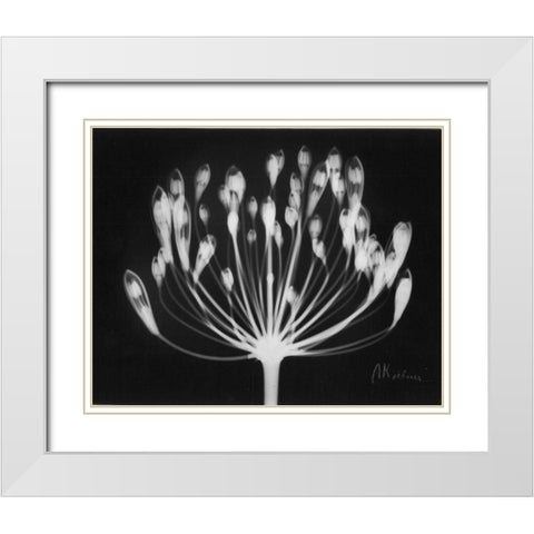 Lily of the Nile White Modern Wood Framed Art Print with Double Matting by Koetsier, Albert