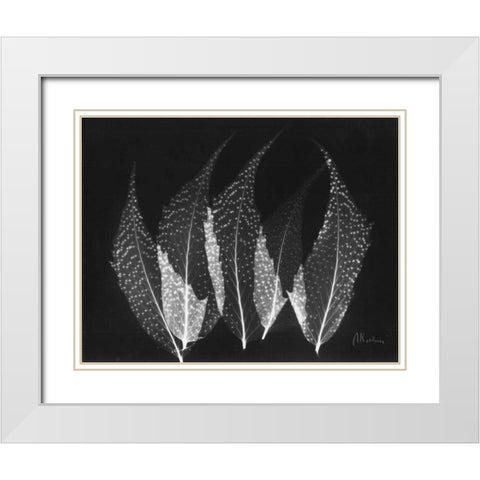 Japanese Ferns Close Up on Black White Modern Wood Framed Art Print with Double Matting by Koetsier, Albert