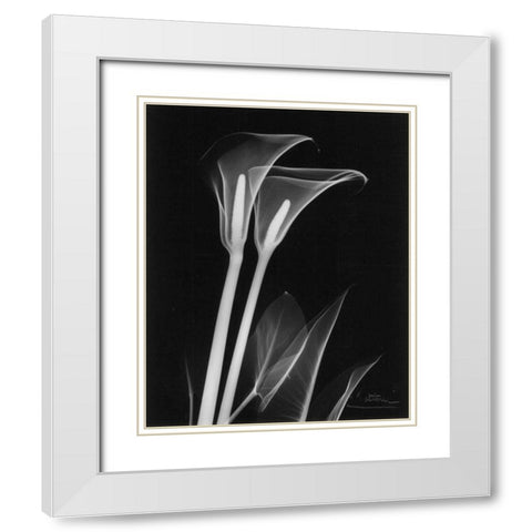 Calla Lily Close Up on Black White Modern Wood Framed Art Print with Double Matting by Koetsier, Albert