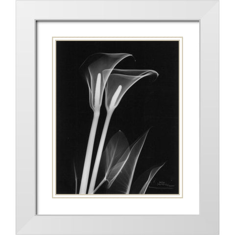 Calla Lily Close Up on Black White Modern Wood Framed Art Print with Double Matting by Koetsier, Albert