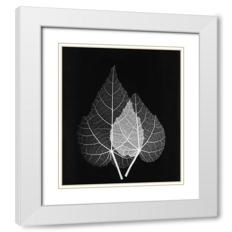 Sage Pair Close Up on Black White Modern Wood Framed Art Print with Double Matting by Koetsier, Albert