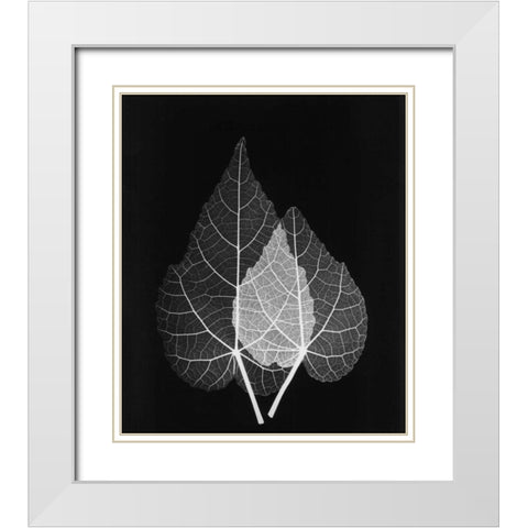 Sage Pair Close Up on Black White Modern Wood Framed Art Print with Double Matting by Koetsier, Albert