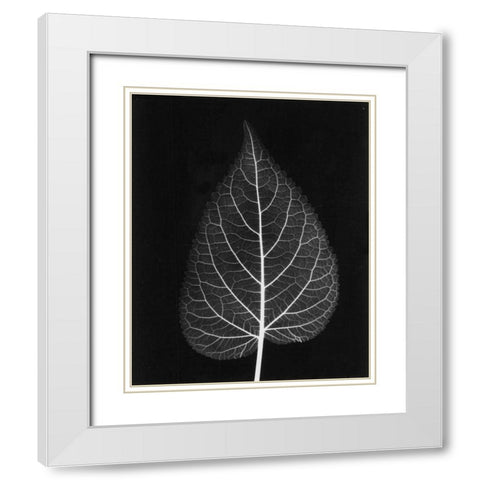 Sage Close Up on Black White Modern Wood Framed Art Print with Double Matting by Koetsier, Albert