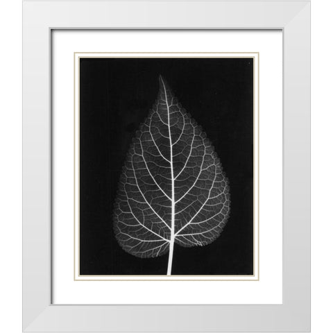 Sage Close Up on Black White Modern Wood Framed Art Print with Double Matting by Koetsier, Albert