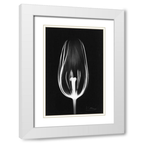 Tulip Close Up on Black White Modern Wood Framed Art Print with Double Matting by Koetsier, Albert