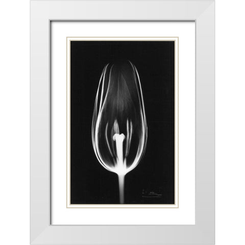 Tulip Close Up on Black White Modern Wood Framed Art Print with Double Matting by Koetsier, Albert