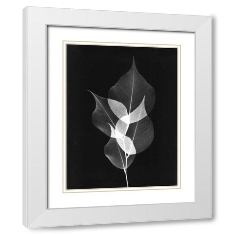 Triple Leaf Close Up on Black White Modern Wood Framed Art Print with Double Matting by Koetsier, Albert