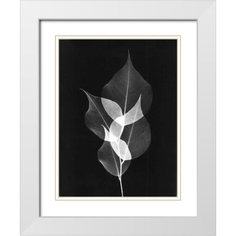 Triple Leaf Close Up on Black White Modern Wood Framed Art Print with Double Matting by Koetsier, Albert