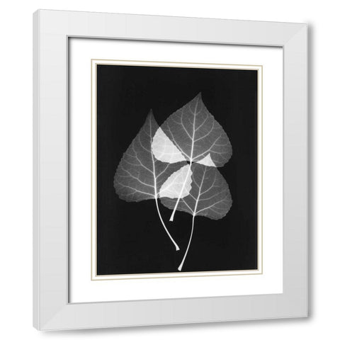 Triple Leaf Close Up on Black 2 White Modern Wood Framed Art Print with Double Matting by Koetsier, Albert