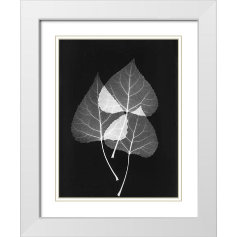 Triple Leaf Close Up on Black 2 White Modern Wood Framed Art Print with Double Matting by Koetsier, Albert