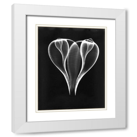 Shell Close Up on Black White Modern Wood Framed Art Print with Double Matting by Koetsier, Albert