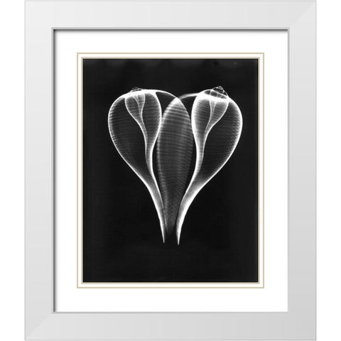 Shell Close Up on Black White Modern Wood Framed Art Print with Double Matting by Koetsier, Albert