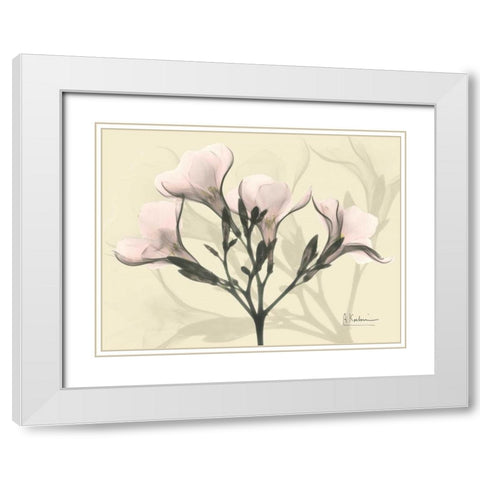 Oleander in Pink on Beige White Modern Wood Framed Art Print with Double Matting by Koetsier, Albert