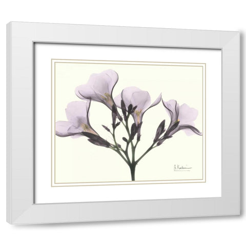 Oleander in Purple White Modern Wood Framed Art Print with Double Matting by Koetsier, Albert