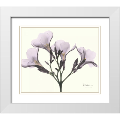 Oleander in Purple White Modern Wood Framed Art Print with Double Matting by Koetsier, Albert