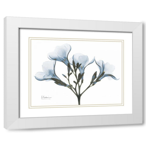 Oleander in Blue White Modern Wood Framed Art Print with Double Matting by Koetsier, Albert