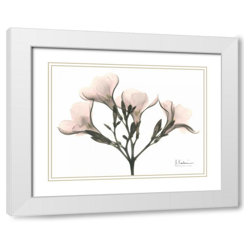 Oleander in Pink White Modern Wood Framed Art Print with Double Matting by Koetsier, Albert
