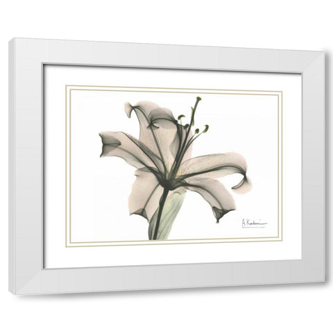 Lily in Pink White Modern Wood Framed Art Print with Double Matting by Koetsier, Albert