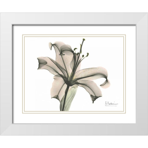 Lily in Pink White Modern Wood Framed Art Print with Double Matting by Koetsier, Albert