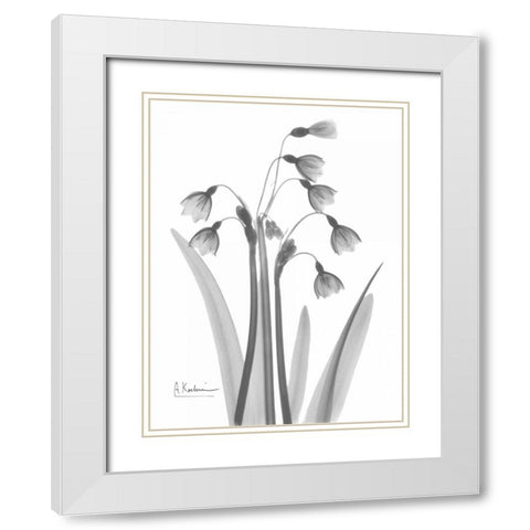 Snow Drop in BandW White Modern Wood Framed Art Print with Double Matting by Koetsier, Albert