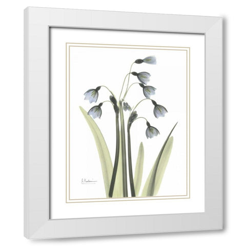 Snow Drop in Color White Modern Wood Framed Art Print with Double Matting by Koetsier, Albert