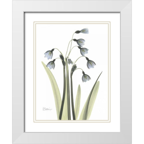 Snow Drop in Color White Modern Wood Framed Art Print with Double Matting by Koetsier, Albert