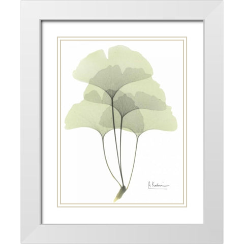 Gingko in Pale Green White Modern Wood Framed Art Print with Double Matting by Koetsier, Albert