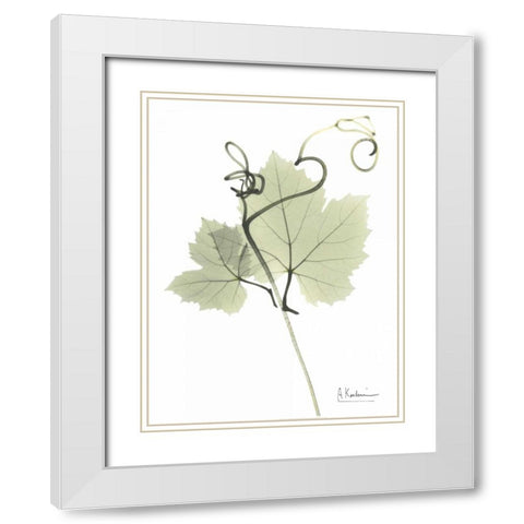 Grape Vine in Pale Green White Modern Wood Framed Art Print with Double Matting by Koetsier, Albert