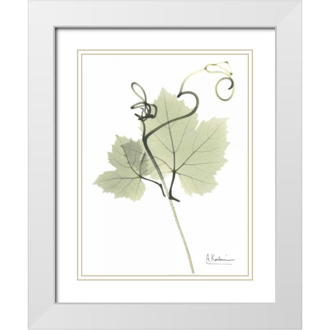 Grape Vine in Pale Green White Modern Wood Framed Art Print with Double Matting by Koetsier, Albert