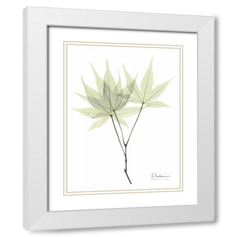 Japanese Maple in Pale Green White Modern Wood Framed Art Print with Double Matting by Koetsier, Albert