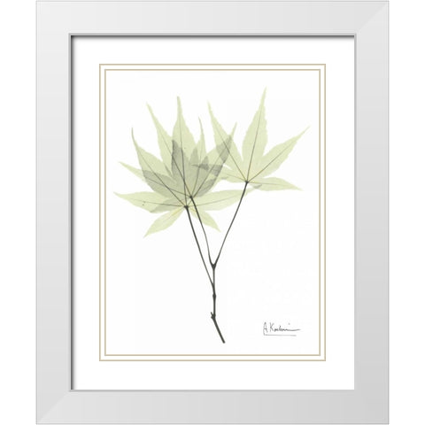 Japanese Maple in Pale Green White Modern Wood Framed Art Print with Double Matting by Koetsier, Albert