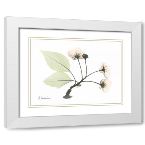 Wild Cherry White Modern Wood Framed Art Print with Double Matting by Koetsier, Albert