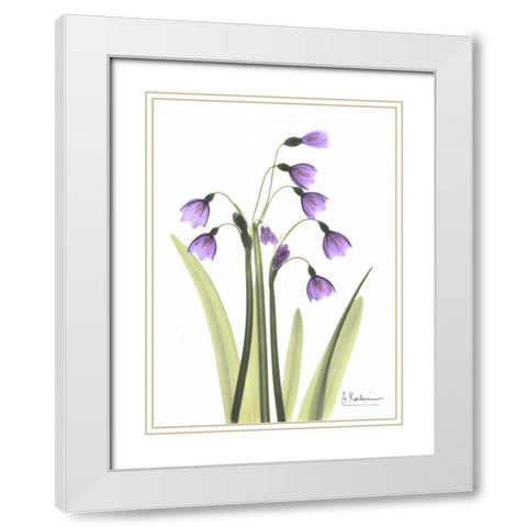 Snow Drop in Full Bloom White Modern Wood Framed Art Print with Double Matting by Koetsier, Albert