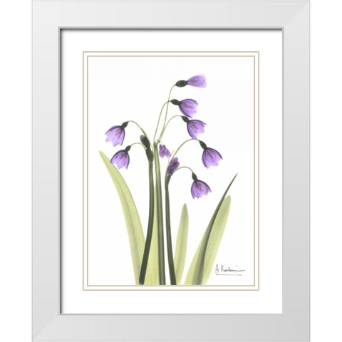 Snow Drop in Full Bloom White Modern Wood Framed Art Print with Double Matting by Koetsier, Albert