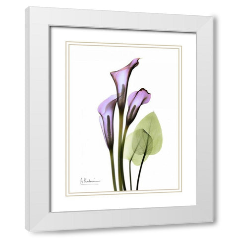 Calla Lily in Full Bloom White Modern Wood Framed Art Print with Double Matting by Koetsier, Albert