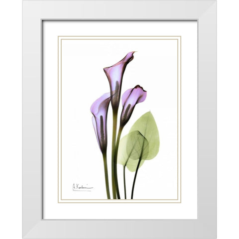 Calla Lily in Full Bloom White Modern Wood Framed Art Print with Double Matting by Koetsier, Albert